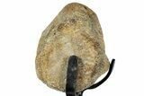 Fossil Mosasaur Vertebra w/ Metal Stand - Texas #316042-4